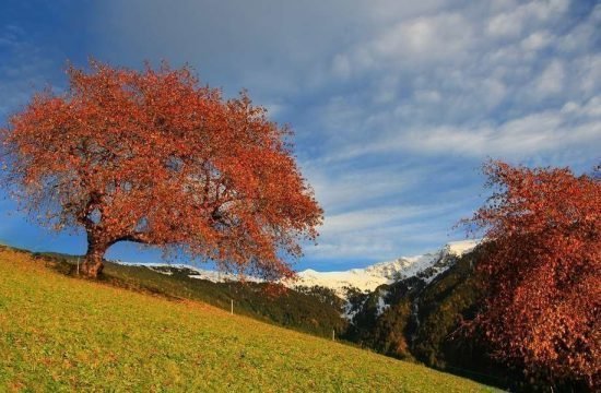 nussbaumerhof-bressanone-val-isarco-alto-adige