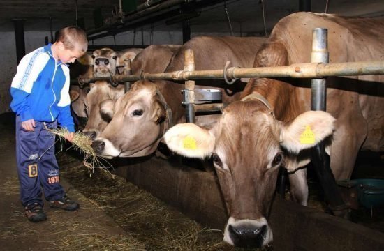 animali-della-fattoria-val-isarco-bressanone-alto-adige(3)